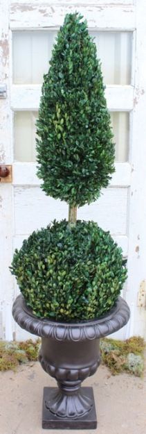 50" Boxwood Ball Cone - Click Image to Close